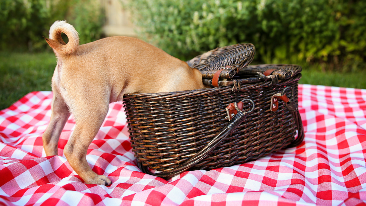 Diese 10 Lebensmittel sind für Hunde giftig | Futterzusatz für Hunde