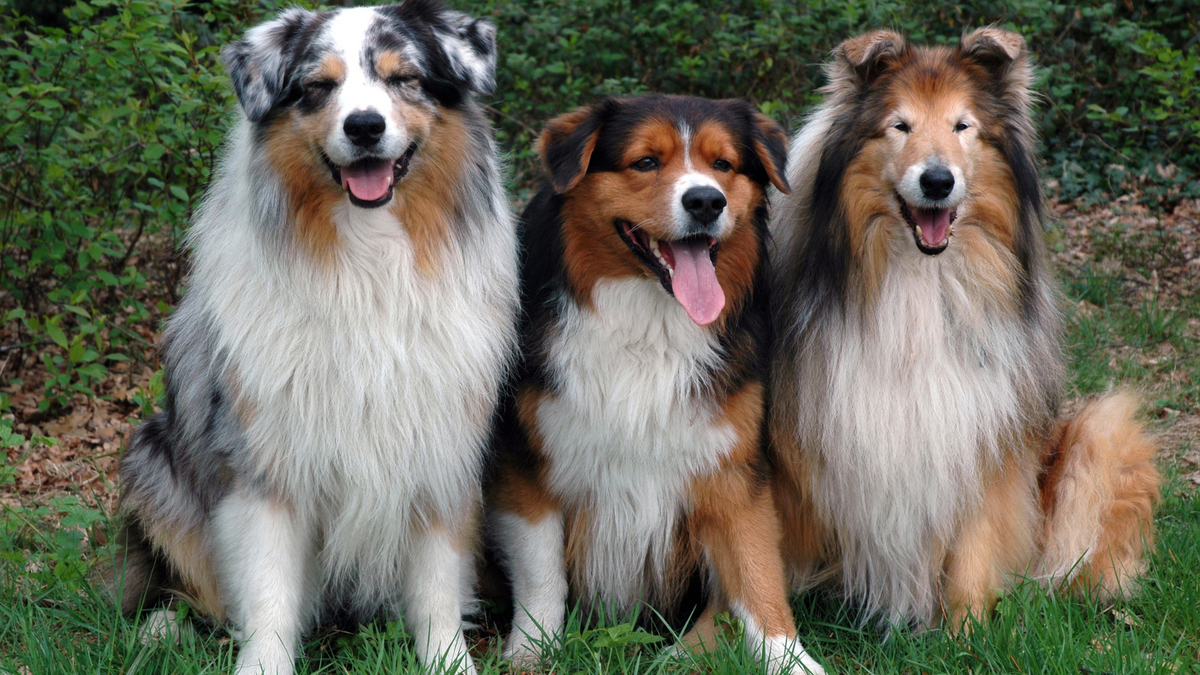 Fellpflege Hund: So geht's | Futtertopping für Hunde