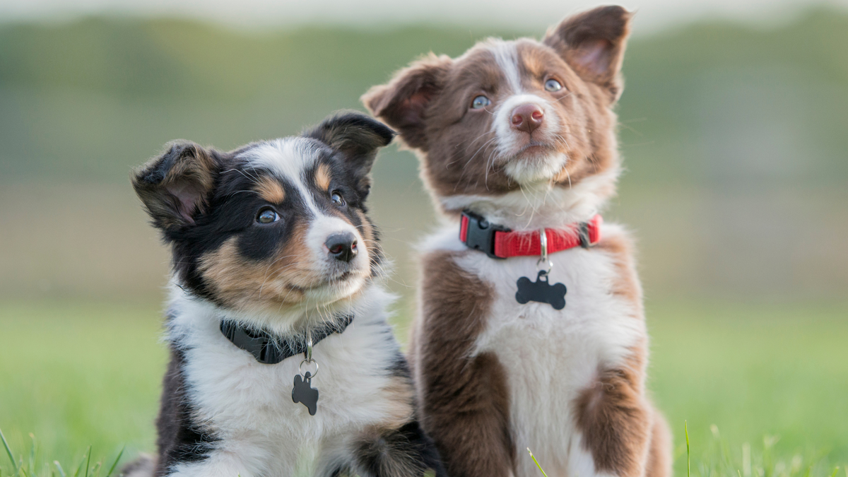 Fieber beim Hund: Alles, was Du wissen musst | Futtertopping für Hunde
