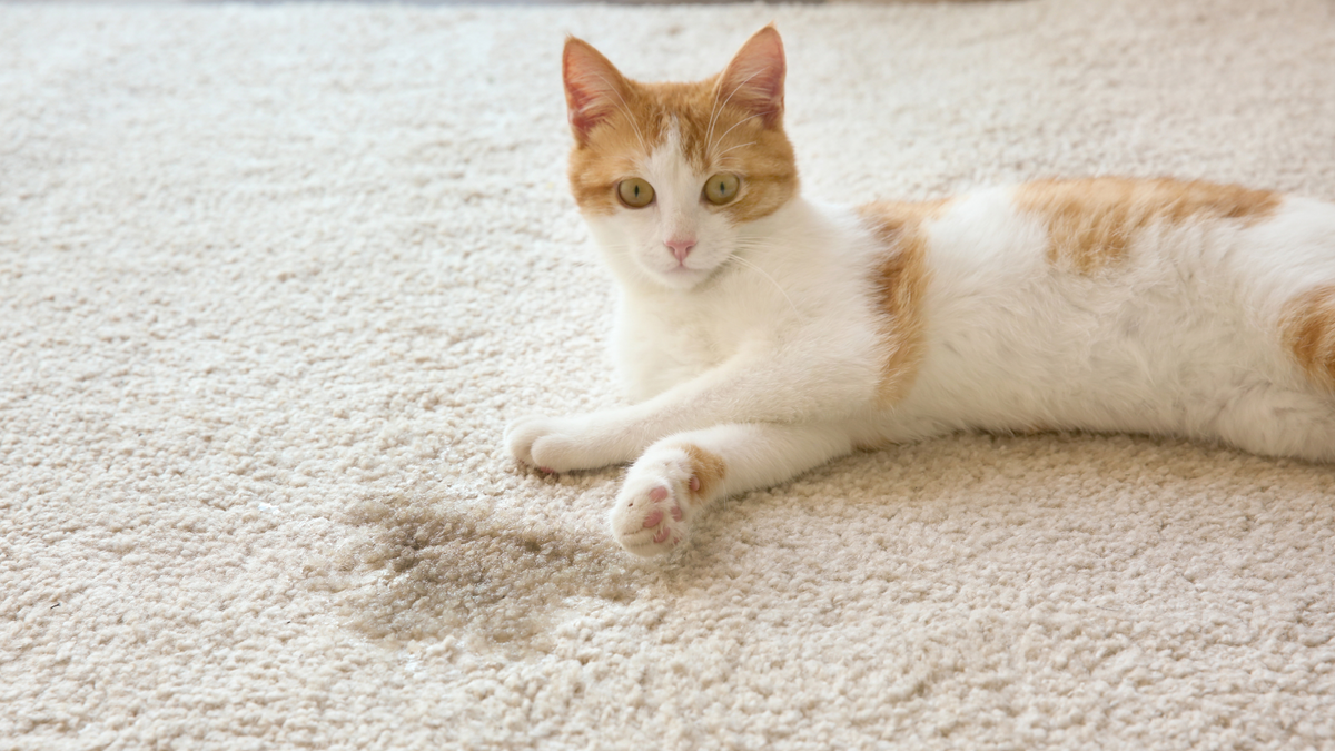 Katze markiert: Wenn der Stubentiger in der Wohnung markiert – Ratgeber für Katzen-Halter