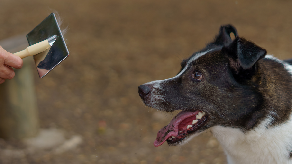 Haarausfall beim Hund: Ursachen, Behandlung und Pflege-Tipps | Futterzusatz für Hunde