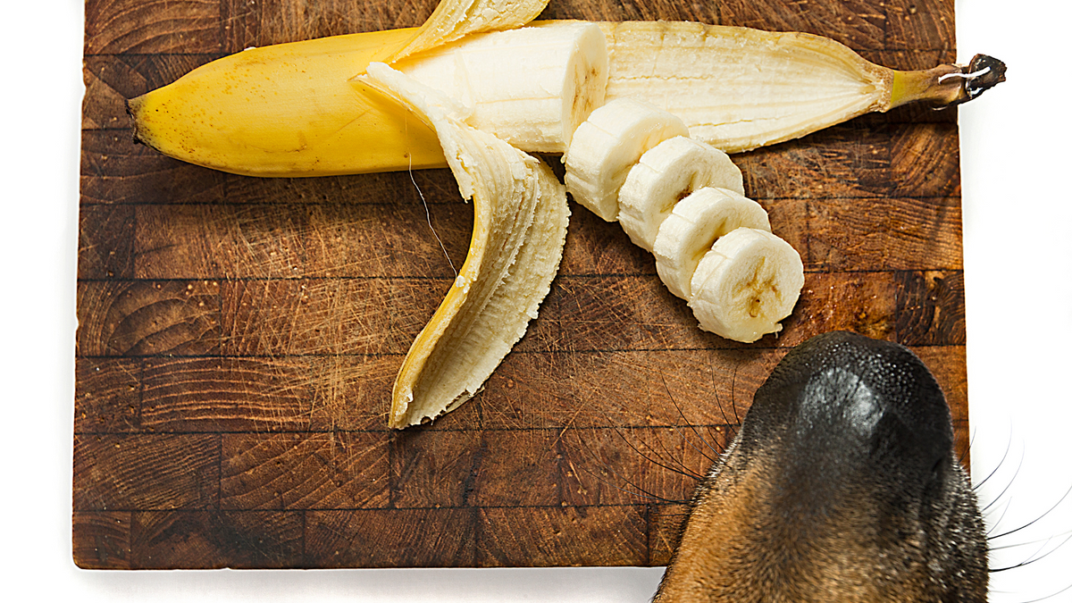 Dürfen Hunde Bananen essen? – Alles, was Du wissen musst | Nahrungsergänzungsmittel für Hunde