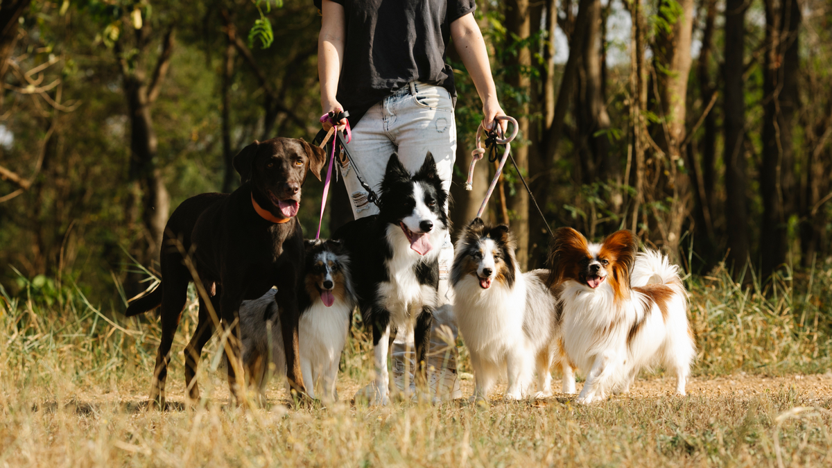 Histaminintoleranz beim Hund: Symptome erkennen und mit der richtigen Ernährung lindern | Nahrungsergänzungsmittel für Hunde