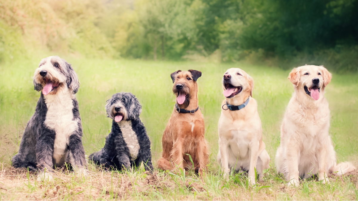 Mein Hund zittert: Ursachen & Maßnahmen | Nahrungsergänzungsmittel für Hunde