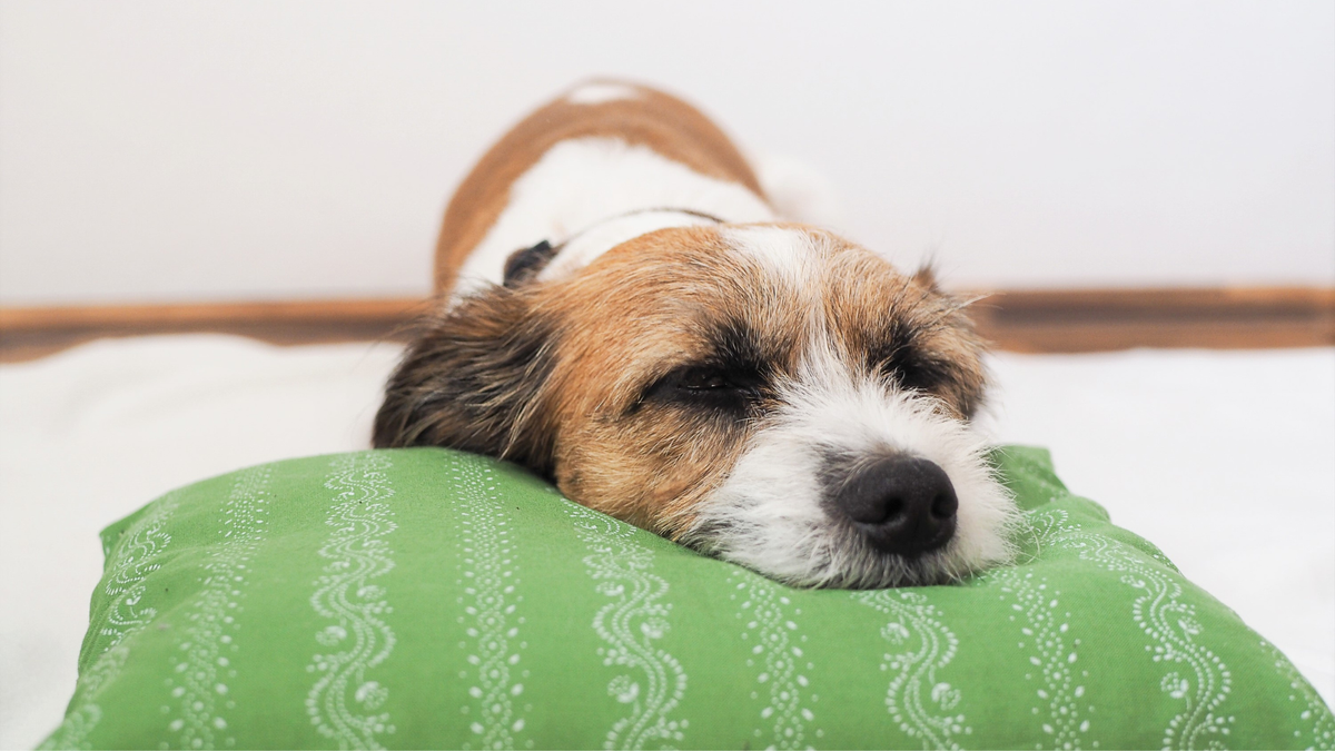 Staupe beim Hund – eine unterschätzte Gefahr für Deinen Vierbeiner – Ratgeber für Hunde-Halter