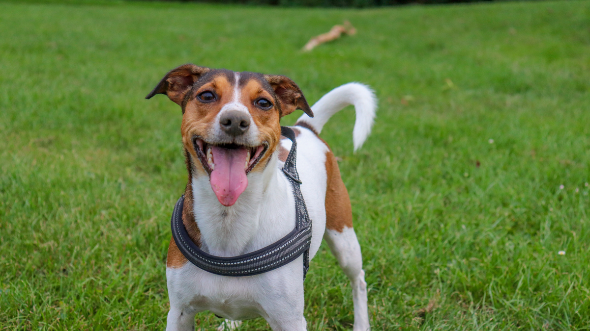 Dürfen Hunde Weintrauben essen? Warum diese Früchte gefährlich für Deinen Vierbeiner sind | Futterzusatz für Hunde