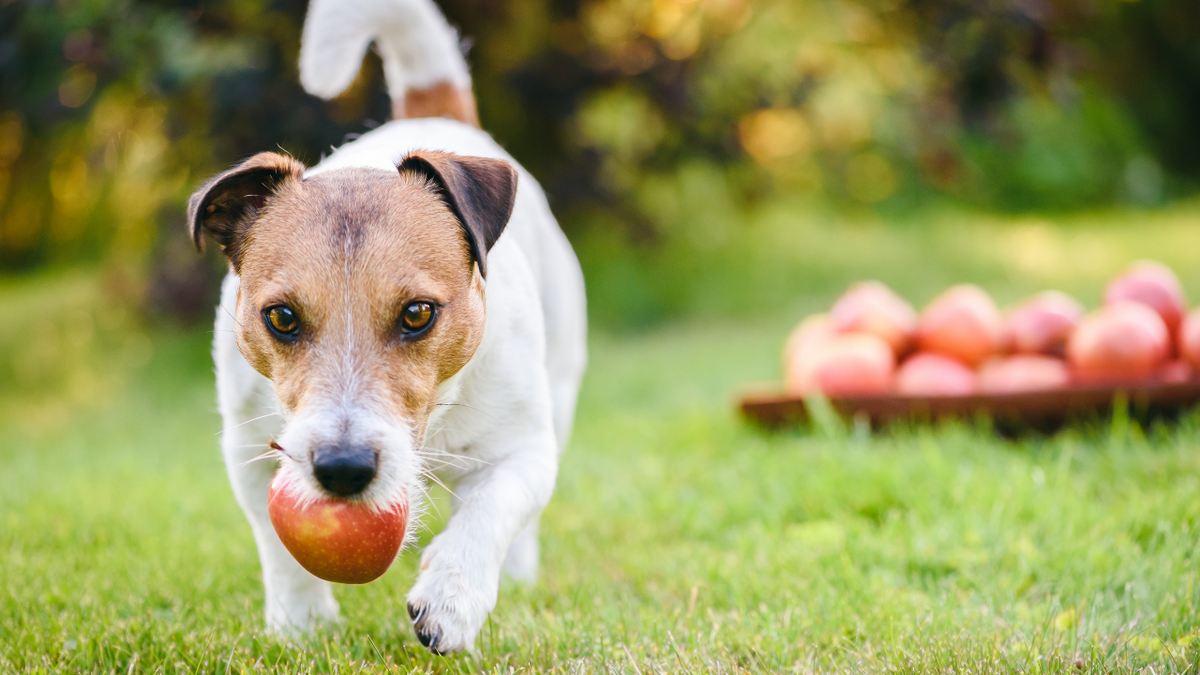 Dürfen Hunde Äpfel essen? | Futtertopping für Hunde