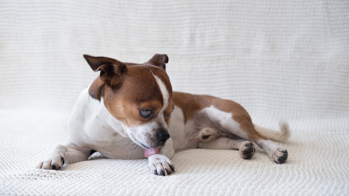 Hund leckt Pfoten: Mögliche Ursachen & Hausmittel | Futtertopping für Hunde