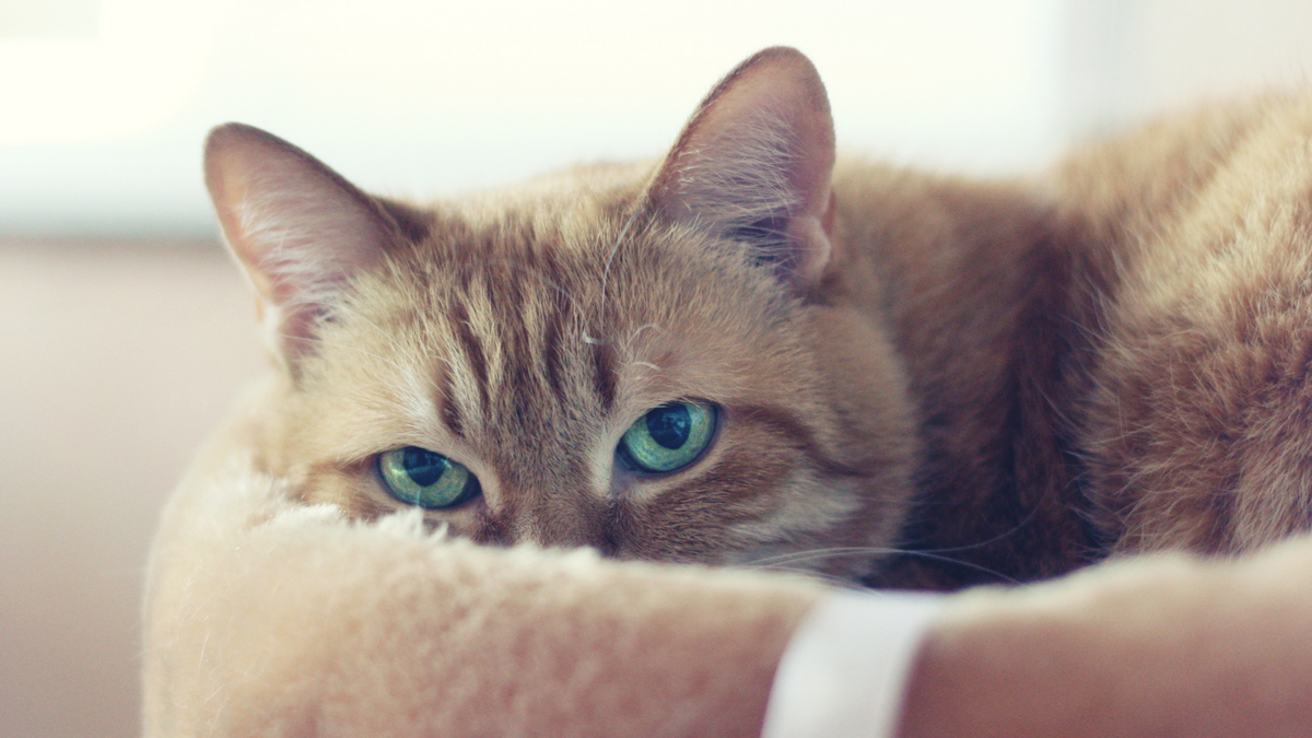 Katzen beruhigen: Tipps & Tricks – Ratgeber für Katzen-Halter
