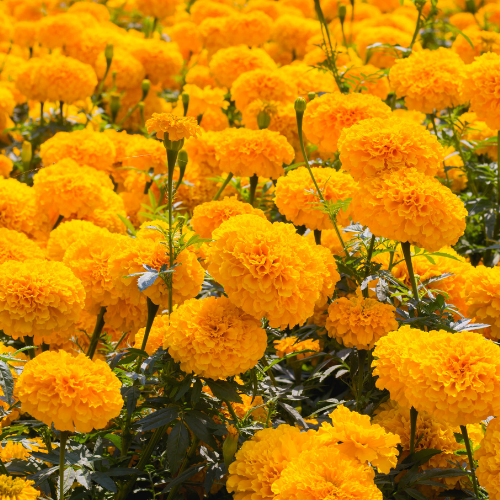 Ringelblume für Dein Pferd: Natürliche Unterstützung für Magen, Haut und mehr | Futtertopping für Pferde