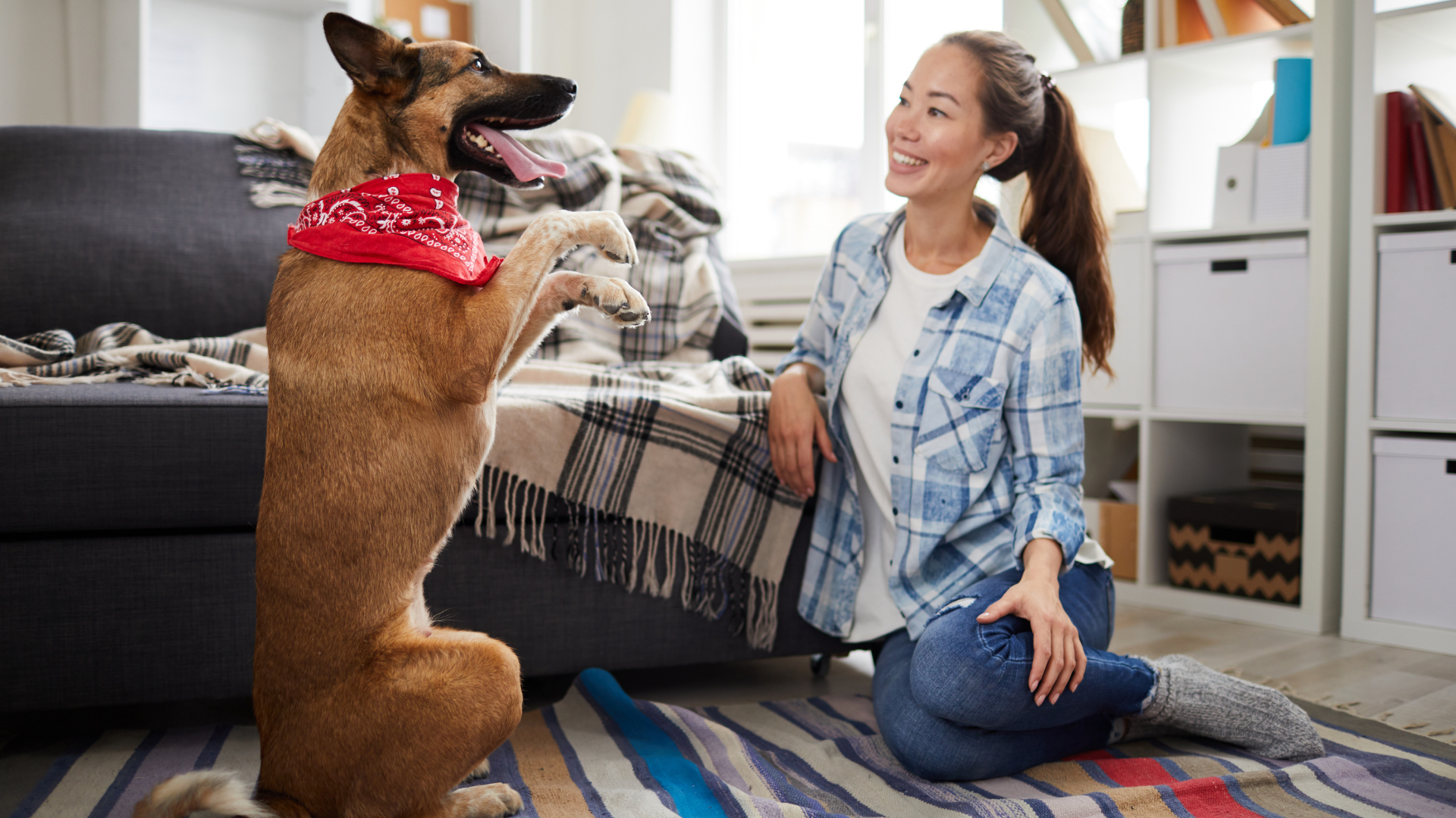 Regenwetter und nun? Wie Du Deinen Hund drinnen auspowerst