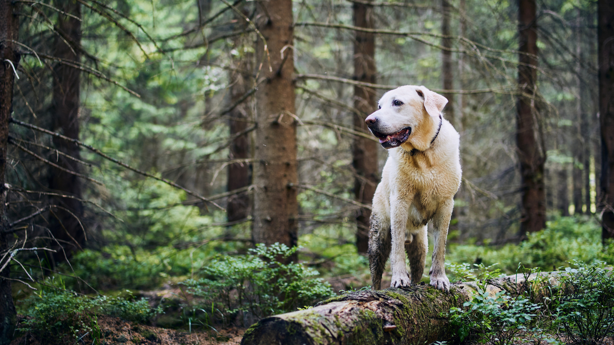Zecken und Flohschutz Hund: So schützt Du Deinen Hund vor Zecken und Flöhen | Futterergänzung für Hunde