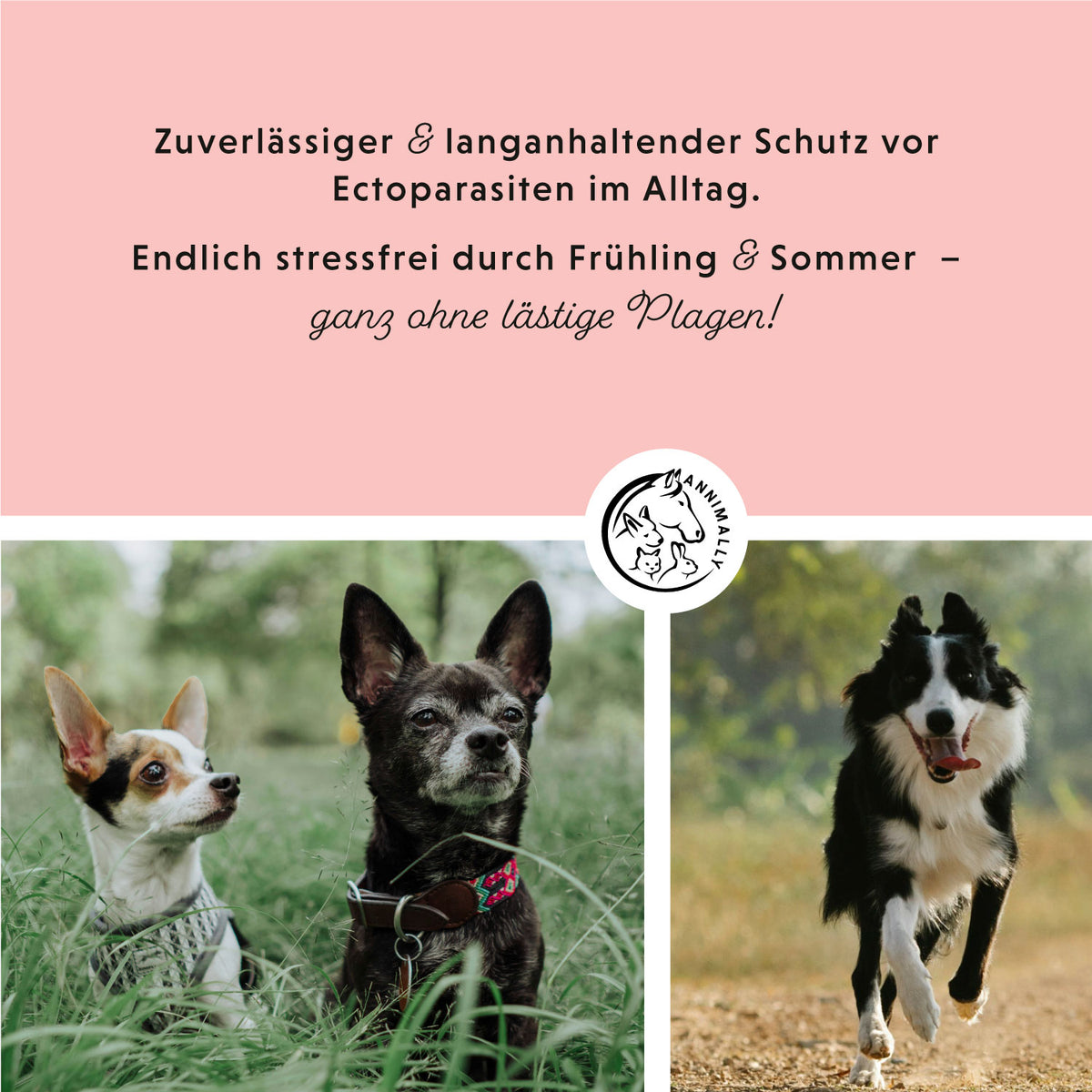 Anti Ecto Spot On für Hunde – natürliche Pflege gegen Zecken & Flöhe | Annimally