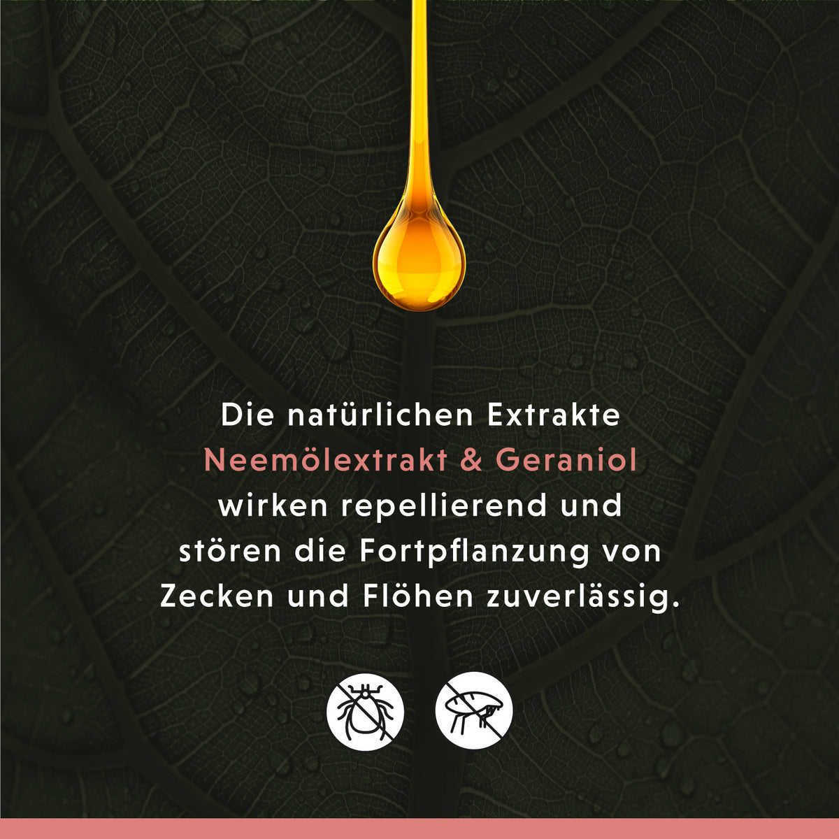 Anti Ecto Zecken- & Floh-Shampoo – Pflegeprodukt für Hunde