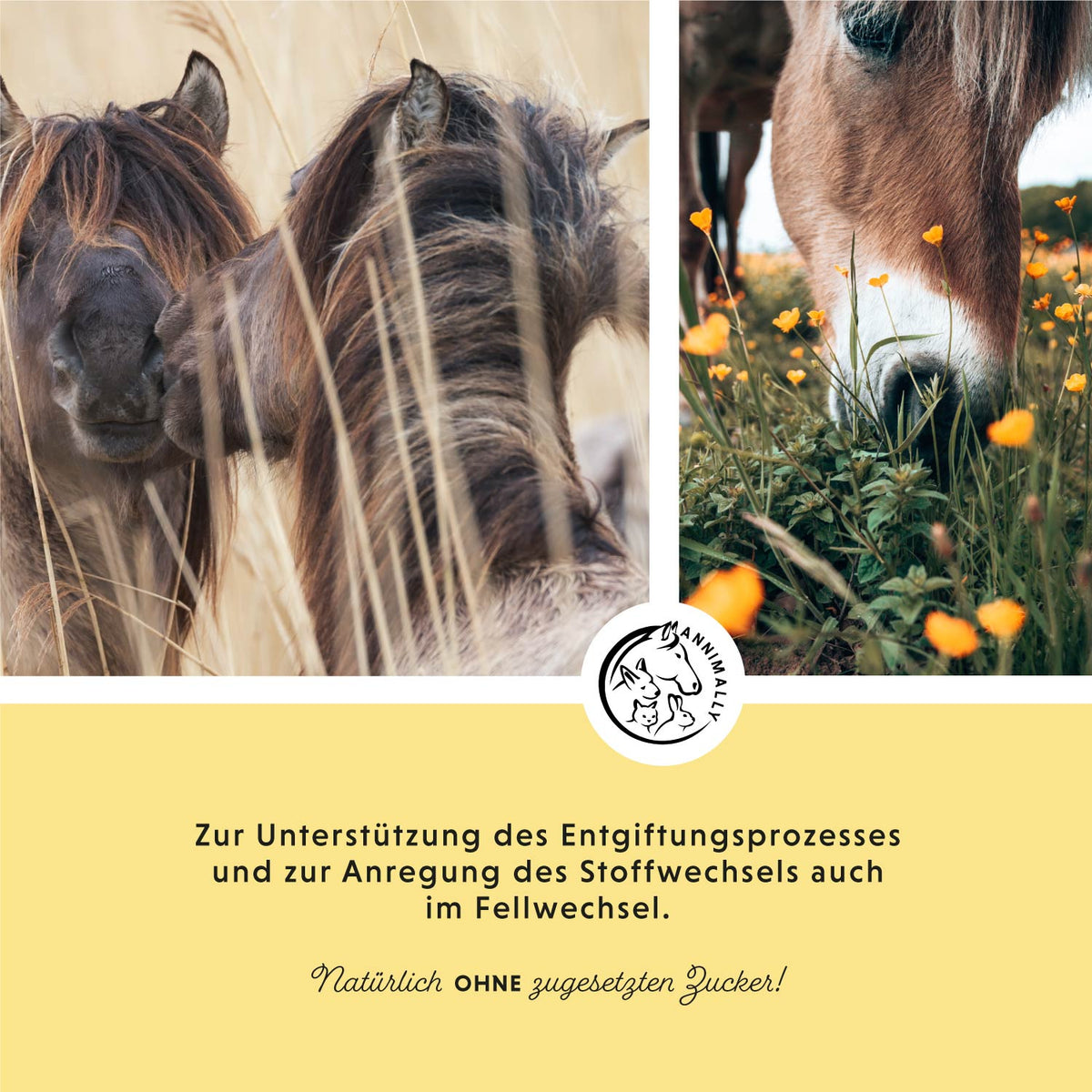 Box mit Futtertoppings für Pferde: Fellwechsel-Box