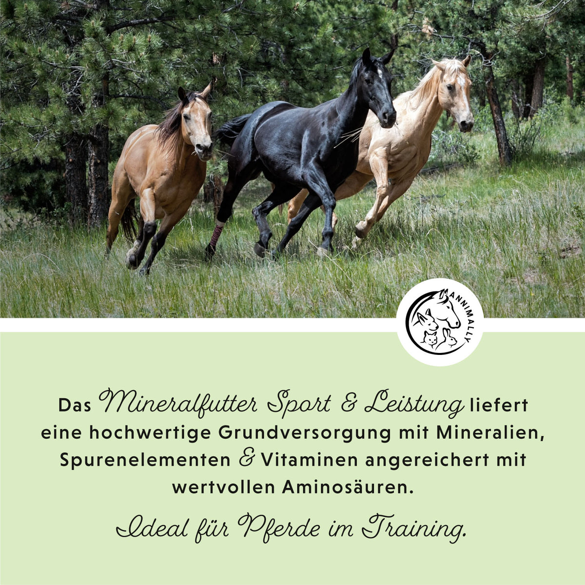 Mineralfutter Sport & Leistung – Futterzusatz für Pferde
