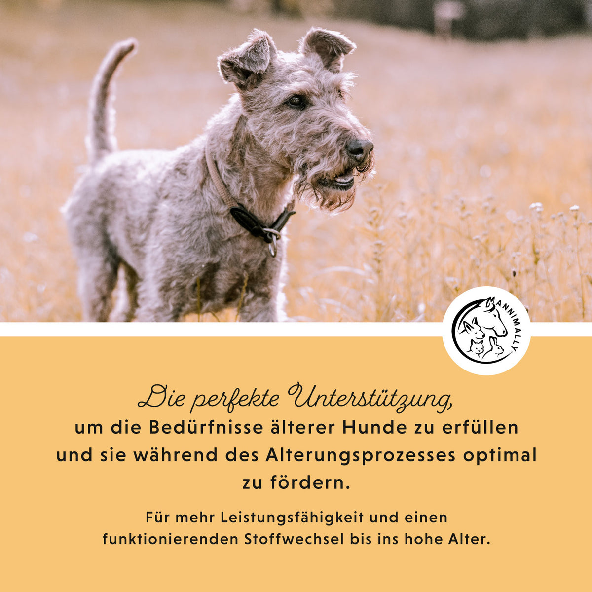 Senior Vital Tabletten für Hunde – Futterzusatz für ältere Hunde | Annimally