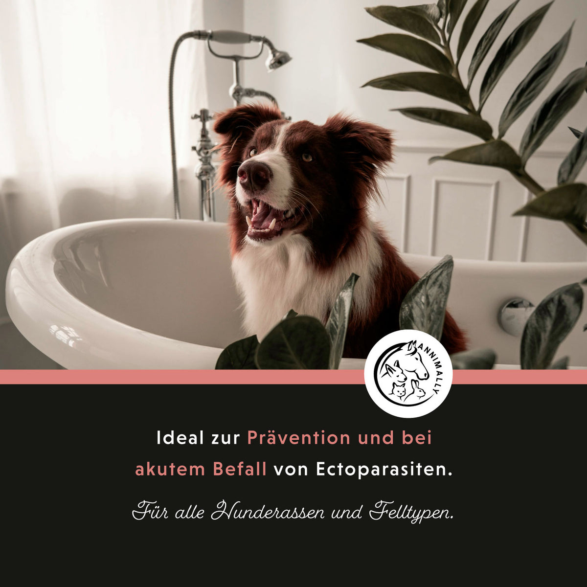 Tierpflege für Hunde: Anti Ecto Zecken- & Floh-Shampoo