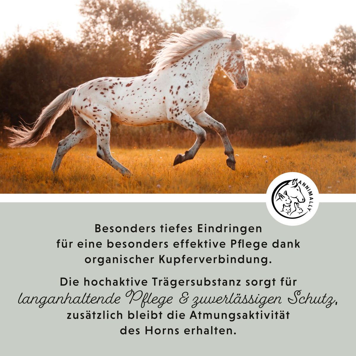 Tierpflege für Pferde: Strahl Akut für einen gesunden Hufstrahl