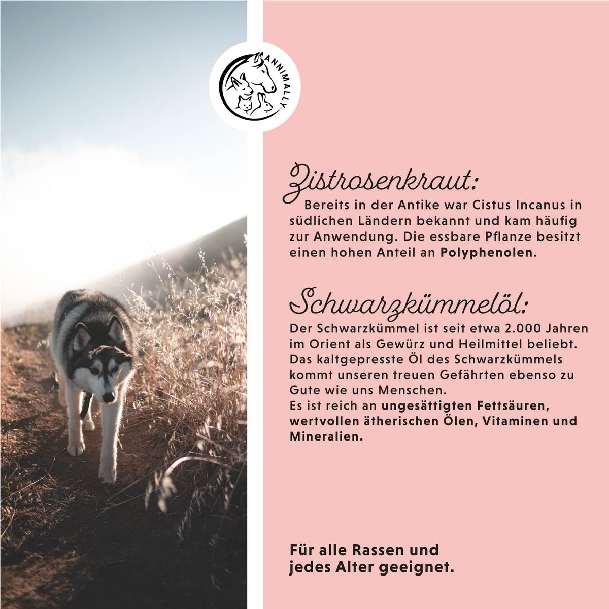 Zec McWeg für Hunde – Futterergänzung für natürlichen Zeckenschutz von innen | Annimally