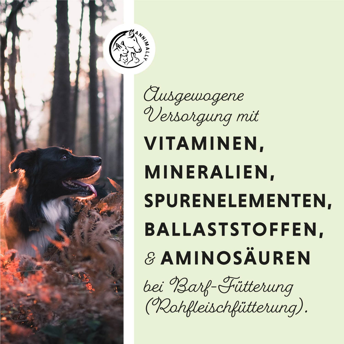 Barf-Box XL von Annimally – Box mit Futtertoppings für Hunde & Katzen