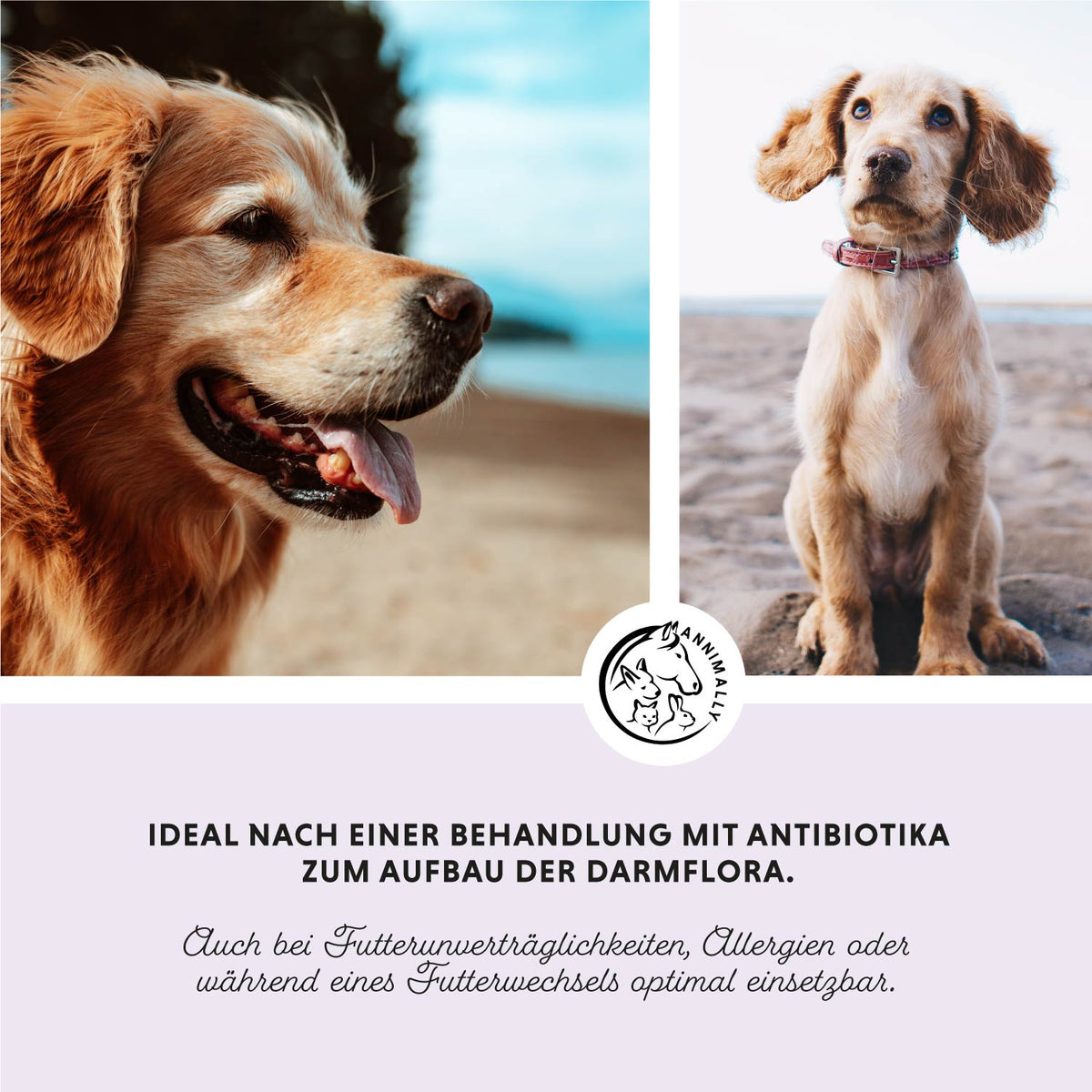 Colon Vital Tabletten für Hunde – Futterzusatz für eine gesunde Darmflora | Annimally