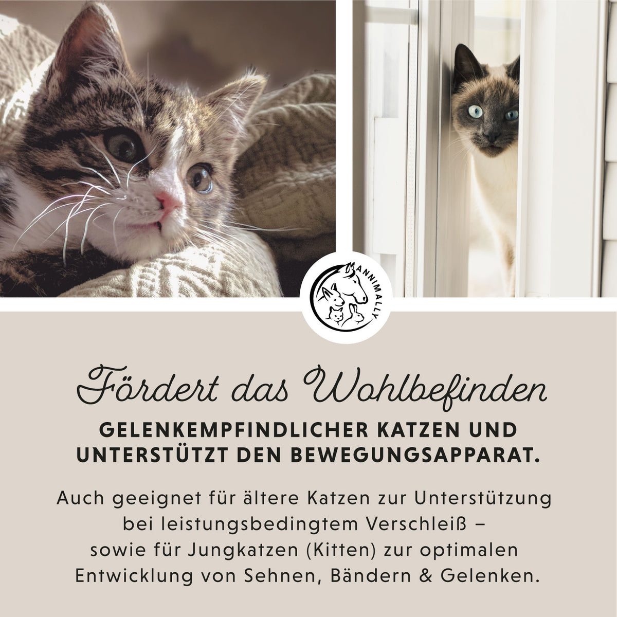 Kitty-Box für Gelenke & Wohlbefinden – Set mit Futterzusätzen für Katzen