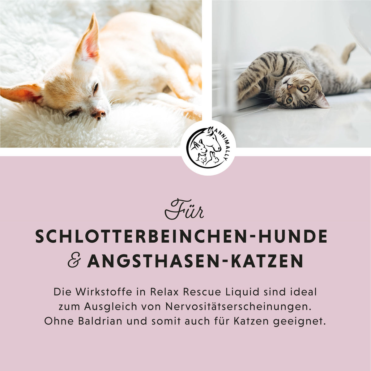 Relax-Box zur natürlichen Beruhigung – Box mit Futtertoppings für Hunde