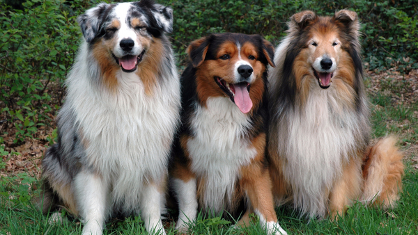 Drei Hunde mit langem Fell