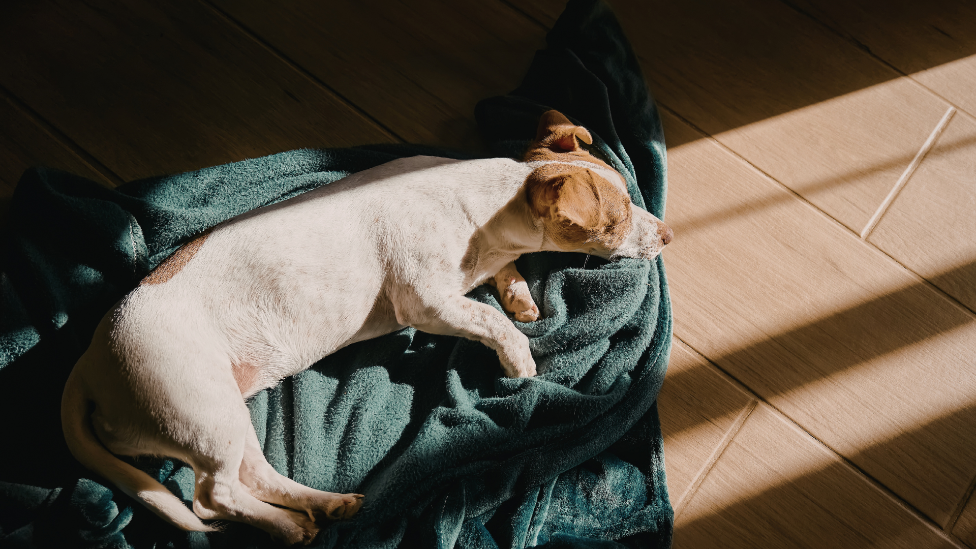 Erkältung beim Hund – wenn Dein Vierbeiner in der Erkältungszeit leidet