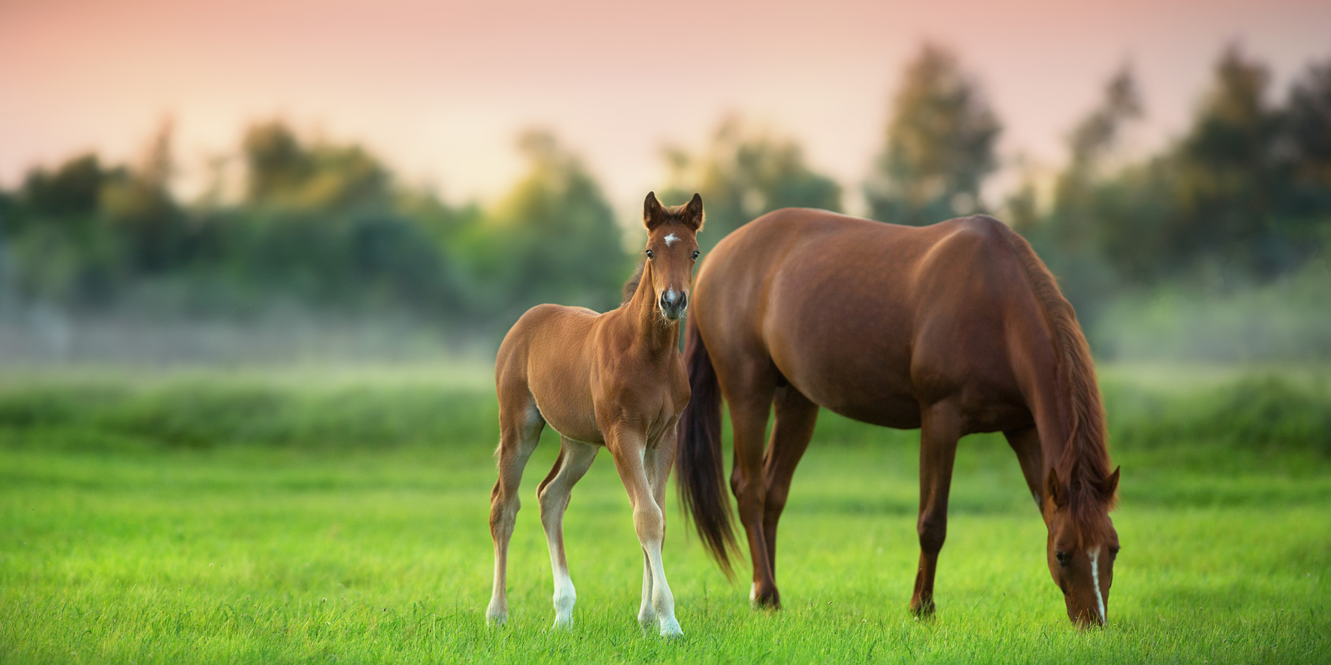 Lebensphasen vom Pferd – Ein liebevoller Blick auf das Pferdeleben von der Geburt bis ins hohe Alter