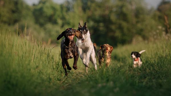 Dürfen Hunde Erdnüsse essen? Der ausführliche Ratgeber