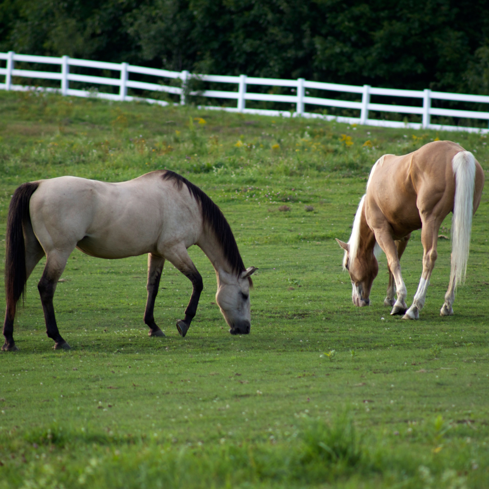 Wie die Darmflora das Verhalten Deines Pferdes beeinflusst und was Du tun kannst