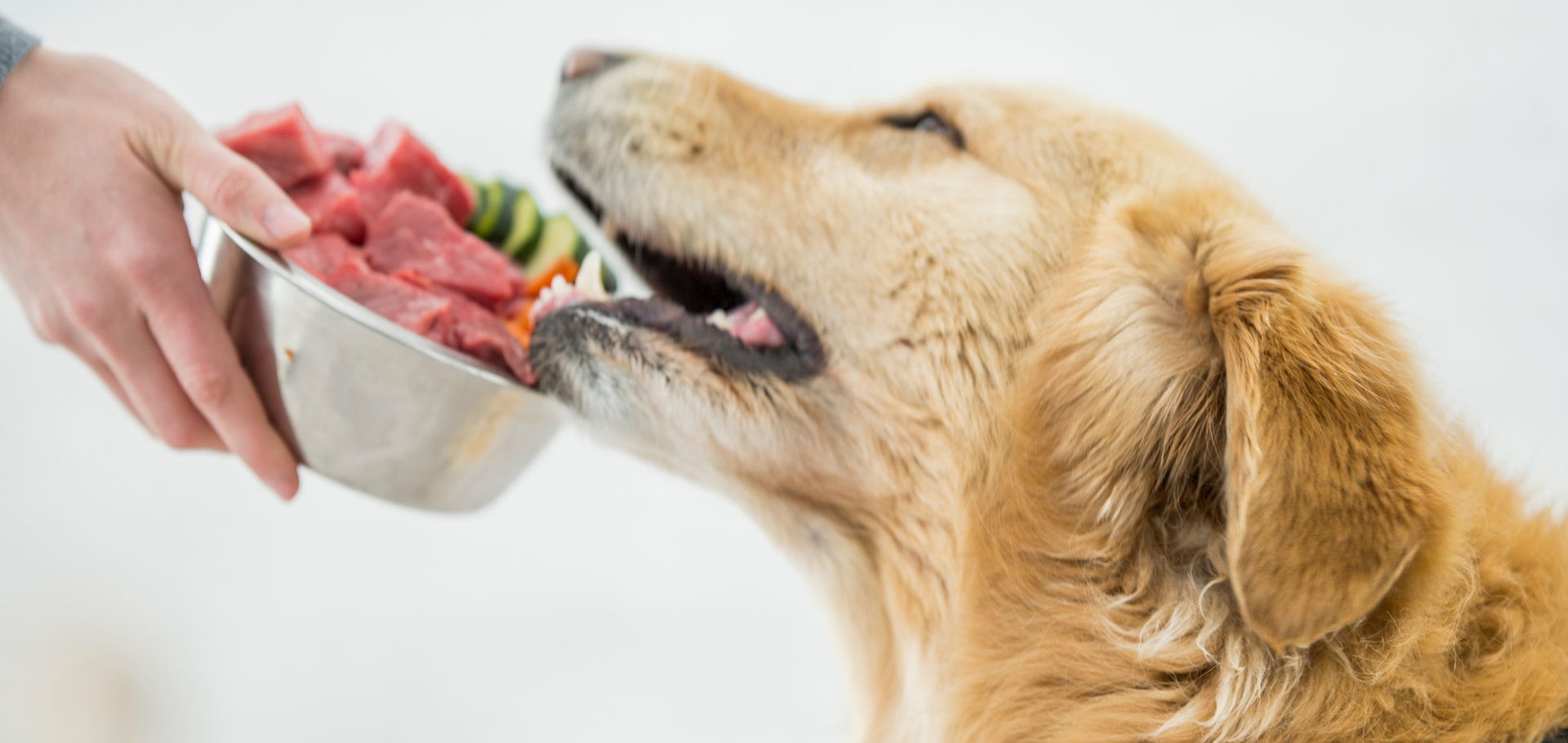 Was ist eine Eliminationsdiät beim Hund – und wann macht sie Sinn?