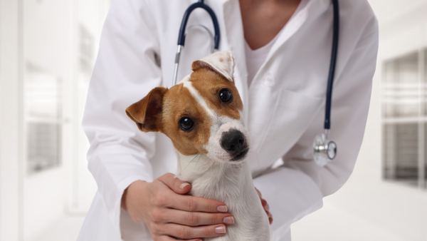 Impfungen beim Hund: Was, wann und wie oft impfen?