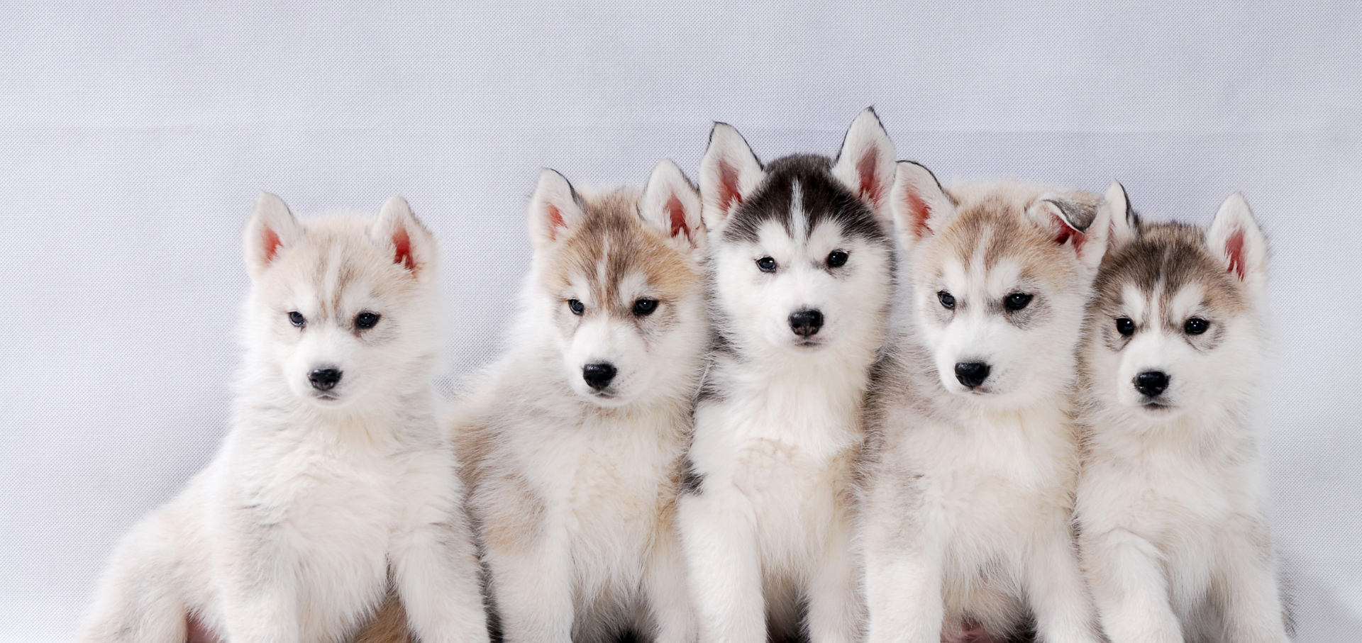 Lebensphasen vom Hund – eine bewegende Reise vom Welpen zum Senior