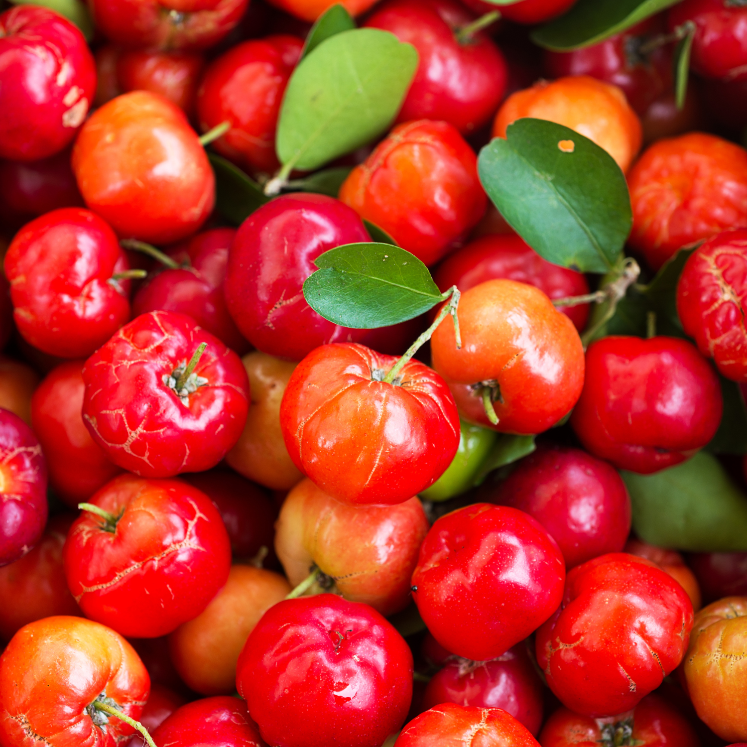 Acerola fürs Pferd: Wie die Power-Kirsche Dein Pferd rundum unterstützt