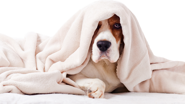Bauchschmerzen beim Hund: Was kann ich tun?