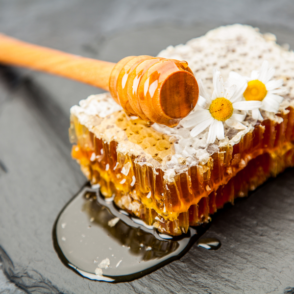 Bienenwachs für Hunde – So schützt Du die Pfoten Deines Vierbeiners natürlich und effektiv