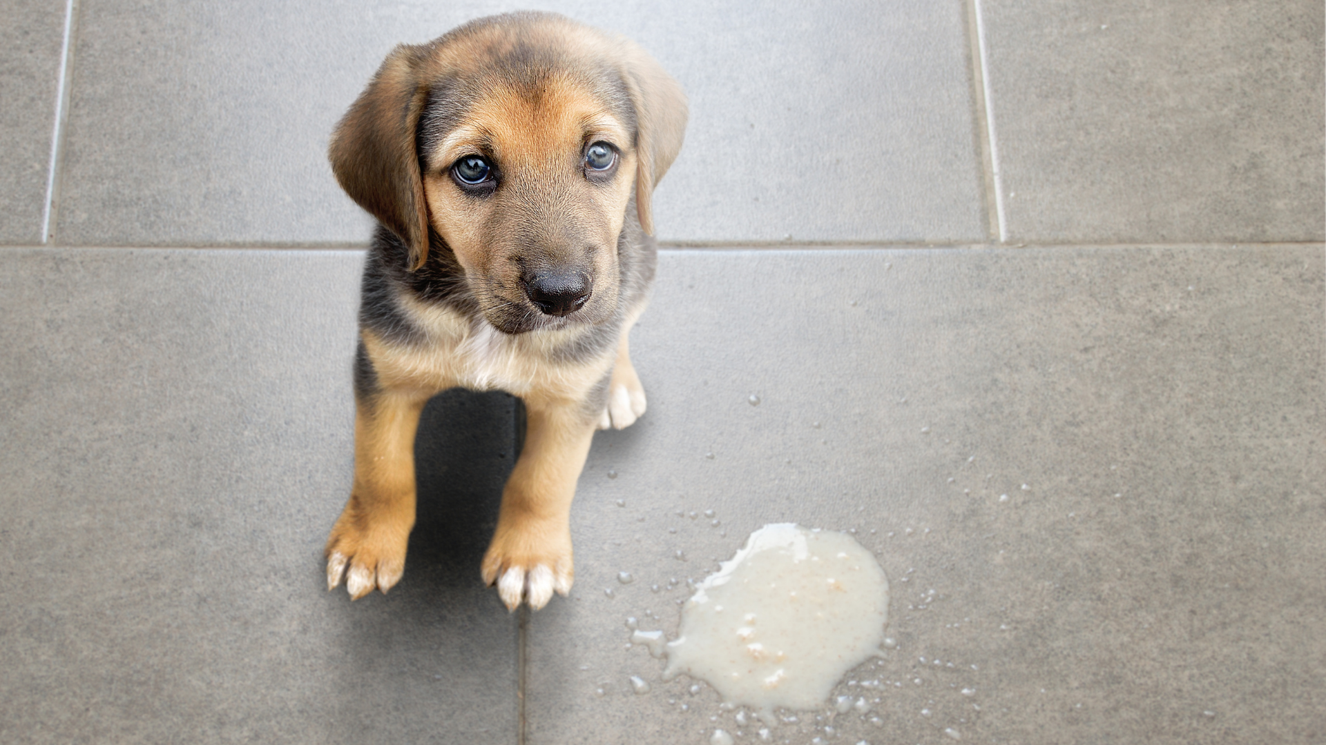 Dog vomits - White, yellow, brown, red mucus/foam