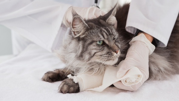 Katze humpelt: Arthrose und andere Ursachen