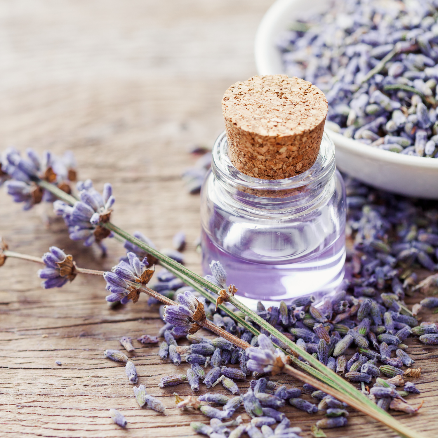 Lavendel für Pferde: Natürliche Beruhigung und Unterstützung in stressigen Situationen