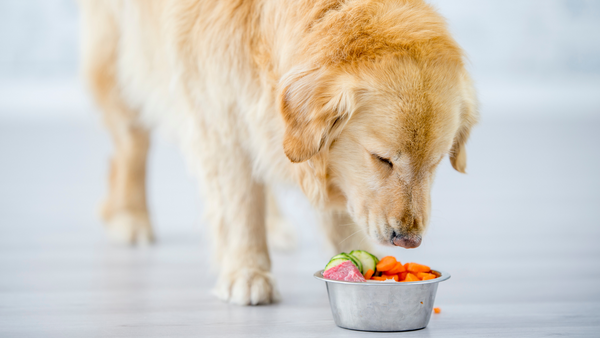Vitaminmangel beim Hund: Auswirkungen und wie Du vorbeugen kannst