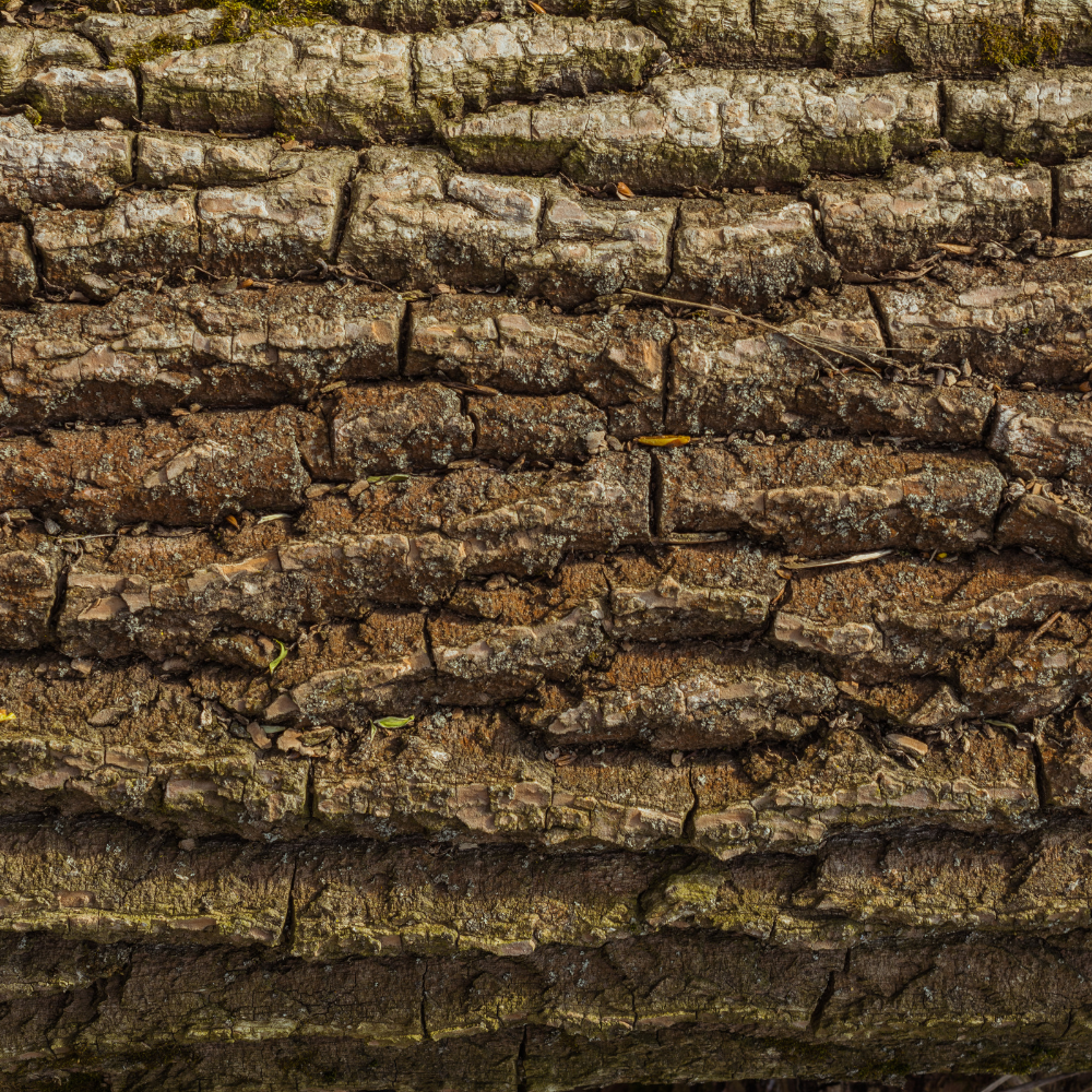 Weidenrinde für Pferde: Dein natürlicher Helfer für Gesundheit und Bewegungsfreiheit