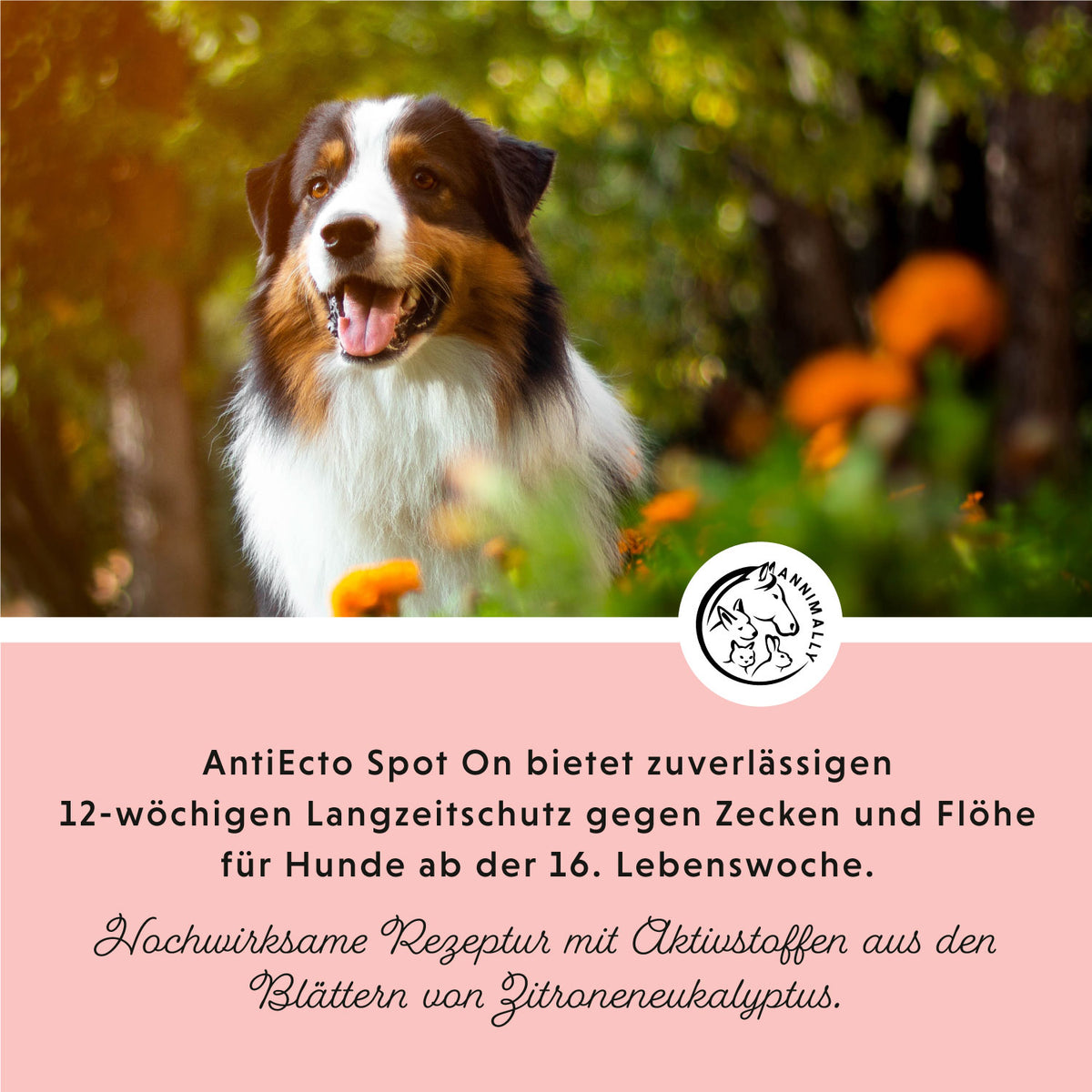 Anti Ecto Spot On gegen Zecken & Flöhe – Tierpflege für Hunde