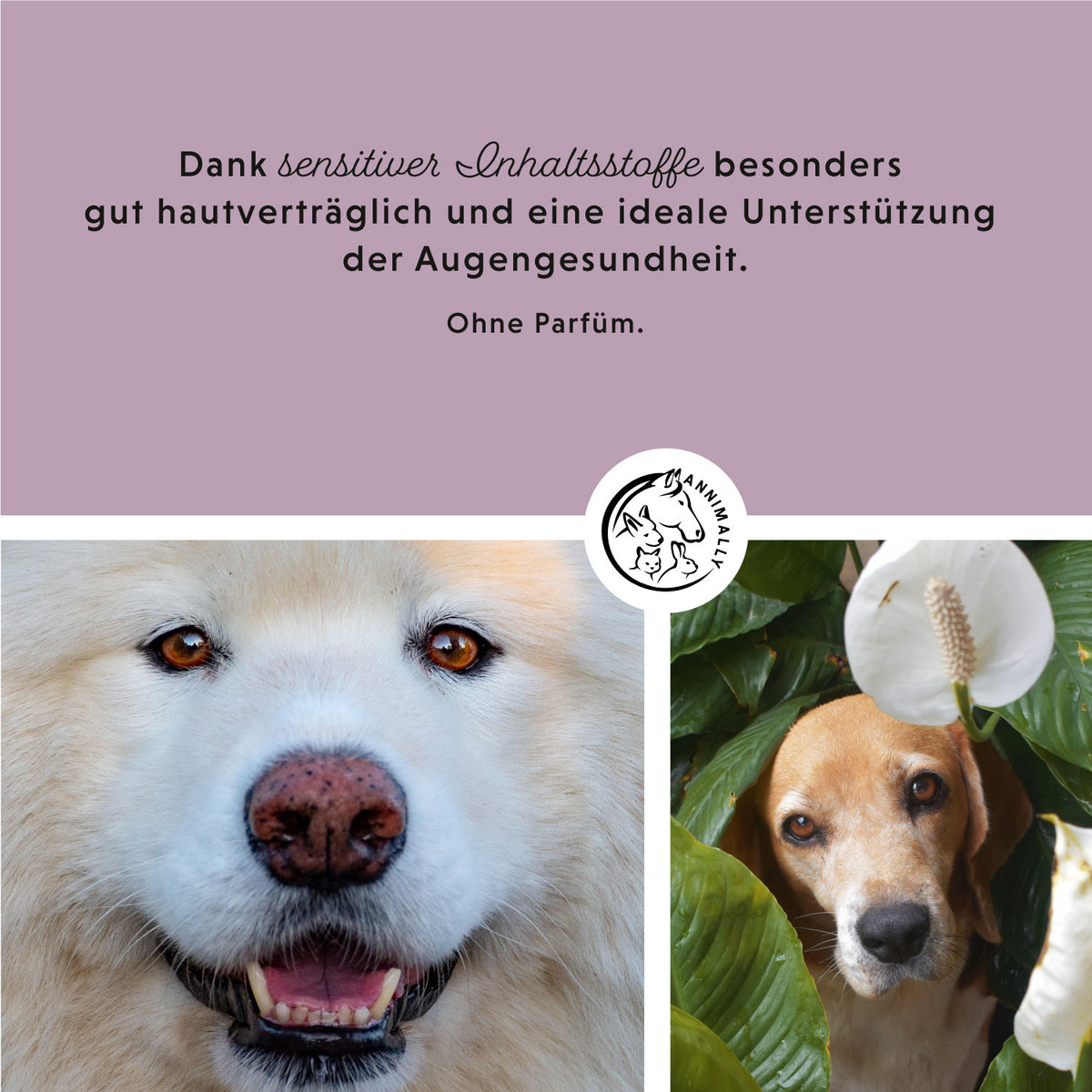 Augenpads für Hunde – natürliche Pflege | Annimally