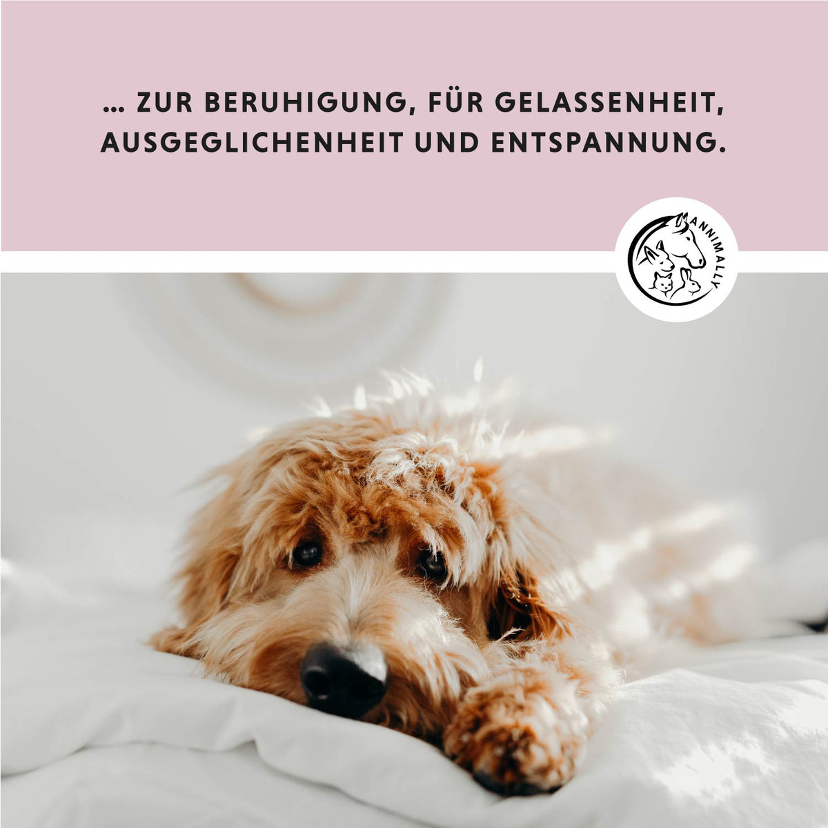 Bestseller-Box für Hunde & Katzen mit den beliebtesten Produkten – Set mit Futterzusätzen von Annimally