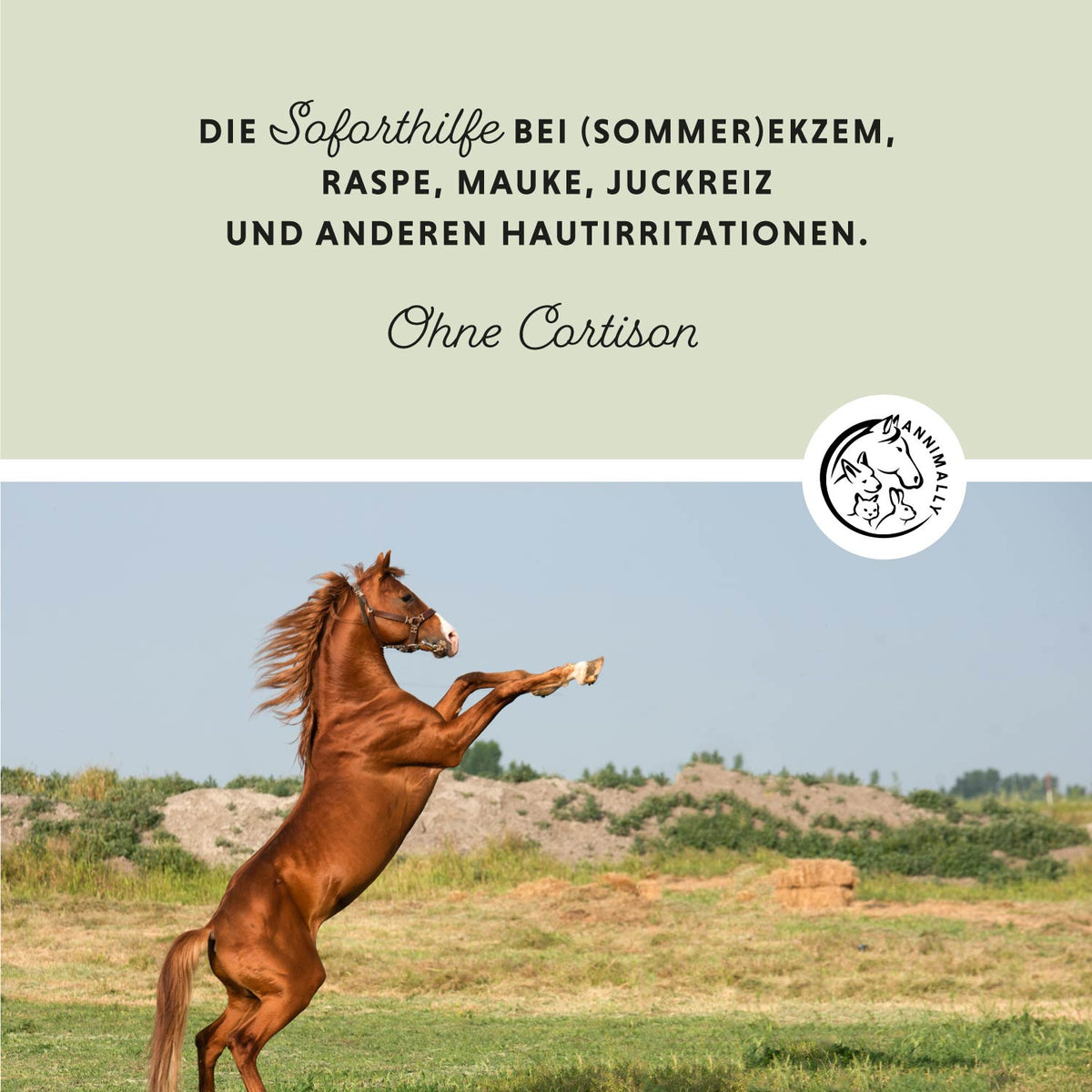 Ekzem Creme Plus bei Sommerekzem – Tierpflege für Pferde