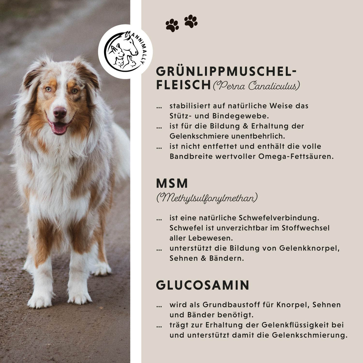 Gelenktabletten von Annimally – Futterergänzung für Hunde