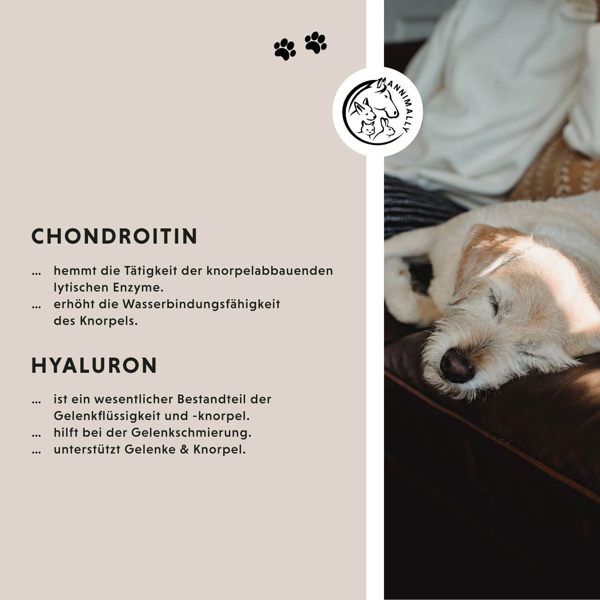 Gelenktabletten für Hunde – Futterzusatz | Annimally